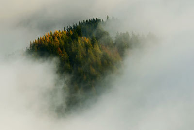 Trees in forest against sky