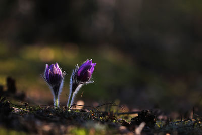 Close-up of purple crocus flowers on field