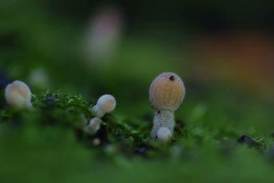 mushroom