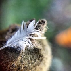 Close-up of dandelion flower