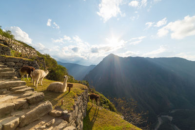 Llamas at old ruins against sky