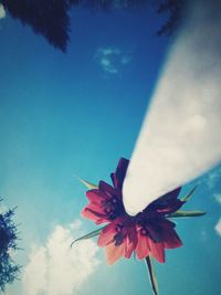 Low angle view of flower blooming against sky