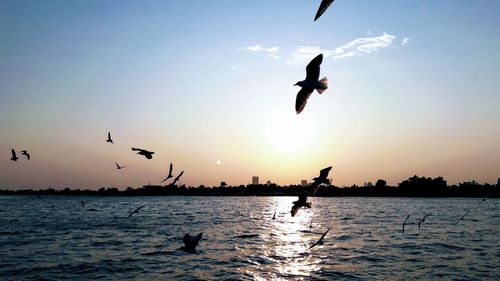 Silhouette of birds flying over sea against sky