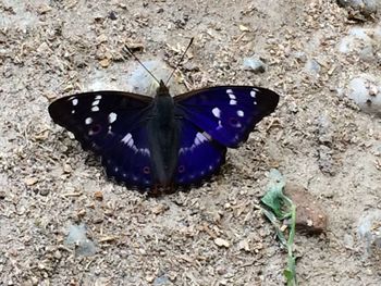 High angle view of butterfly on ground