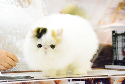 Close-up portrait of white cat