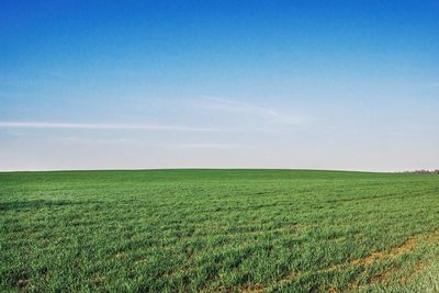 Scenic view of agricultural field against blue sky