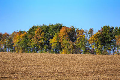 Trees against sky during autumn