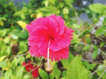 Close-up of hibiscus blooming outdoors