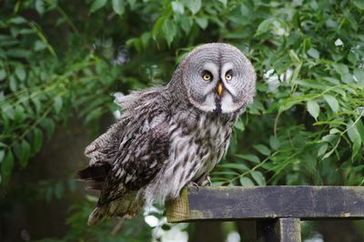 Close-up of owl perching on wood