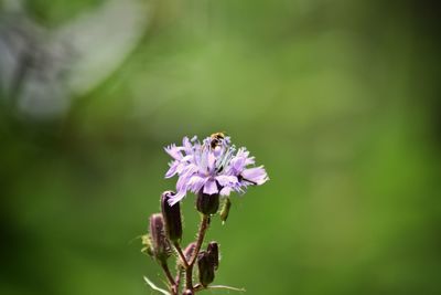 Close-up of bee pollinating on purple flower