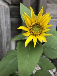 Close-up of yellow flower