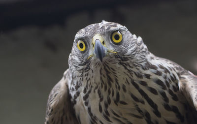 Close-up portrait of owl