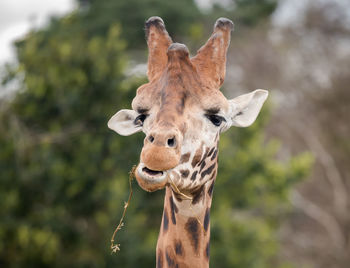 Close-up portrait of giraffe