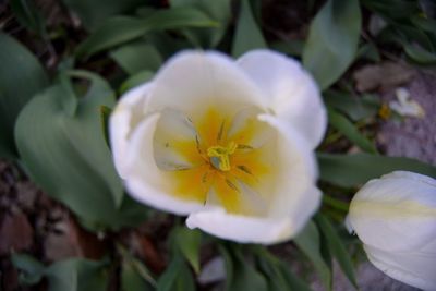 Close-up of white flower