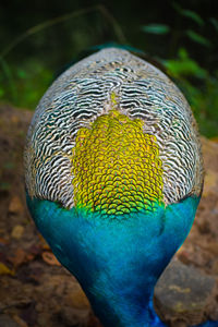 Close-up of a bird