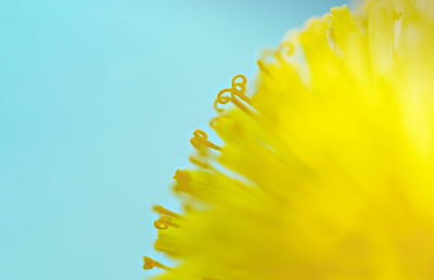 Yellow dandelion close-up on blue background, pistils and pollen, floral background copy space