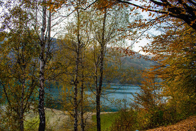 Trees in forest during autumn