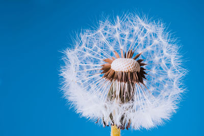 Close-up of dandelion against blue background