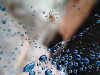 Close-up of spider on web