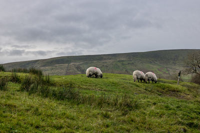 Sheep in a field