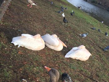 High angle view of birds on shore