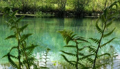 Reflection of trees in lake