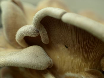 Close-up of plant against blurred background