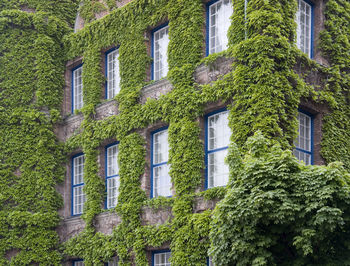 Low angle view of ivy on building