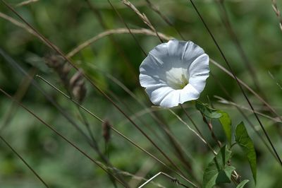 Close-up of white flower blooming outdoors