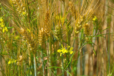 plant