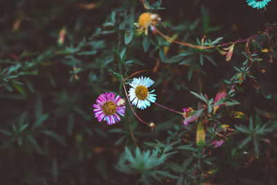 High angle view of purple flowering plant