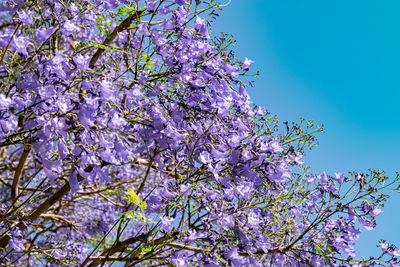 Low angle view of cherry blossoms against sky