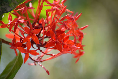 Close-up of red flowers