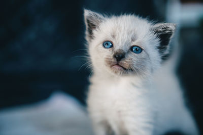 Portrait of small white kitten with blue eyes.