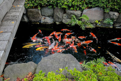 High angle view of koi carps swimming in pond