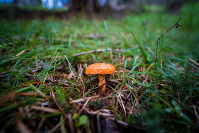Close-up of mushroom growing on field