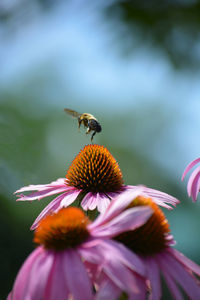 Close-up of fly on flower against blurred background