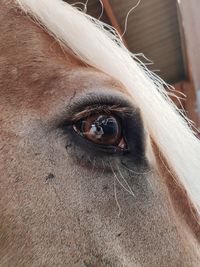 Close-up of horse eye