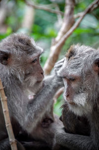 Close-up of a monkey