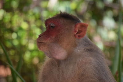 Close-up of red looking away outdoors