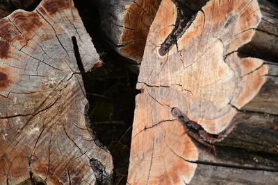 Close-up of tree trunk in forest