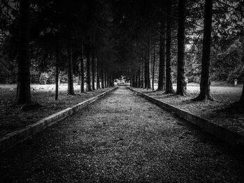 Dirt road amidst trees in forest