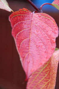 Close-up of pink leaves