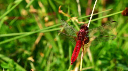 Close-up of dragonfly on grass