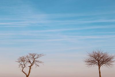 Low angle view of bare tree against sky