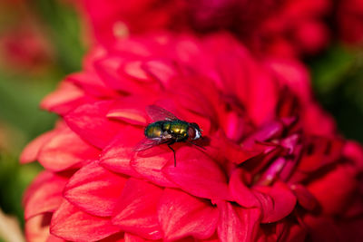 Close-up of insect on red flower