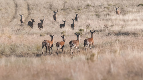 Deer standing on field