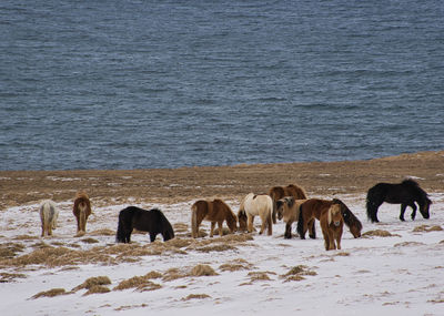 Horses on the beach