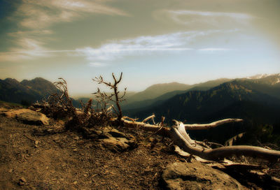 Scenic view of landscape against sky