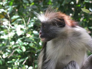 Close-up of monkey